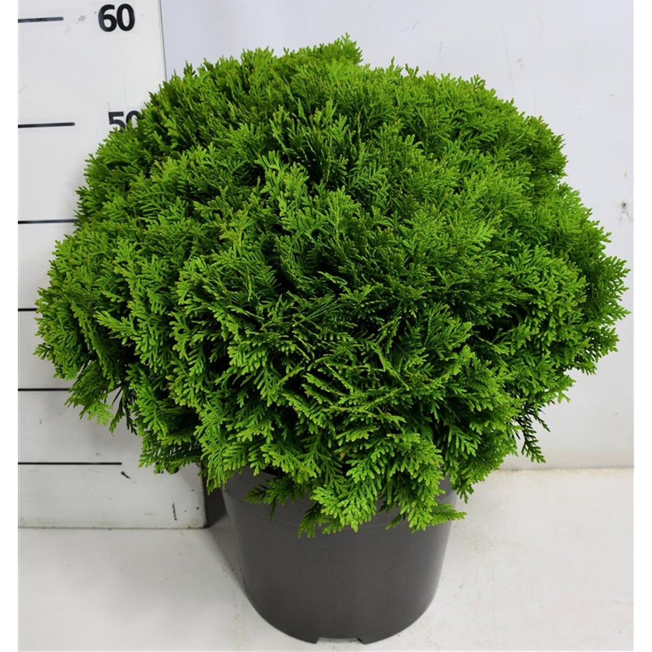 Thuja – Thuja occidentalis 'Danica' - C12 40-50 cm.